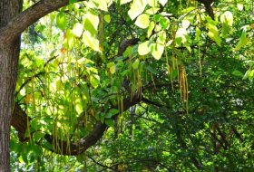 Дерево моринга - ценнейший, но недооцененный источник 